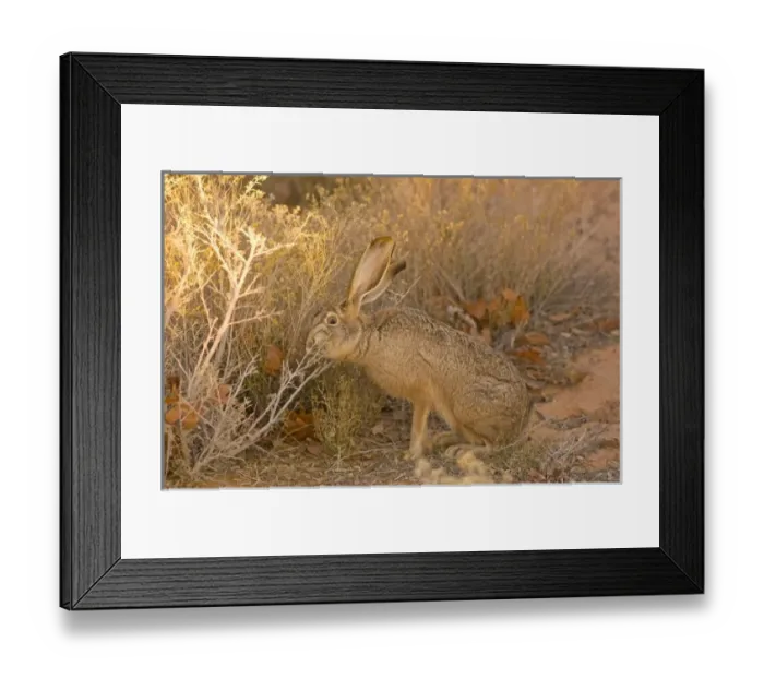 Framed Print : black-tailed jackrabbit, Lepus californicus, foraging on foliage in the Lake Powell area Framed Print : black-tailed jackrabbit, Lepus californicus, foraging on foliage in the Lake Powell area