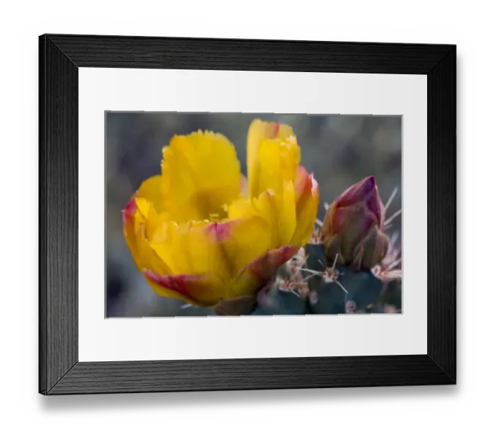 Framed Print : USA, North America, Arizona Framed Print : USA, North America, Arizona