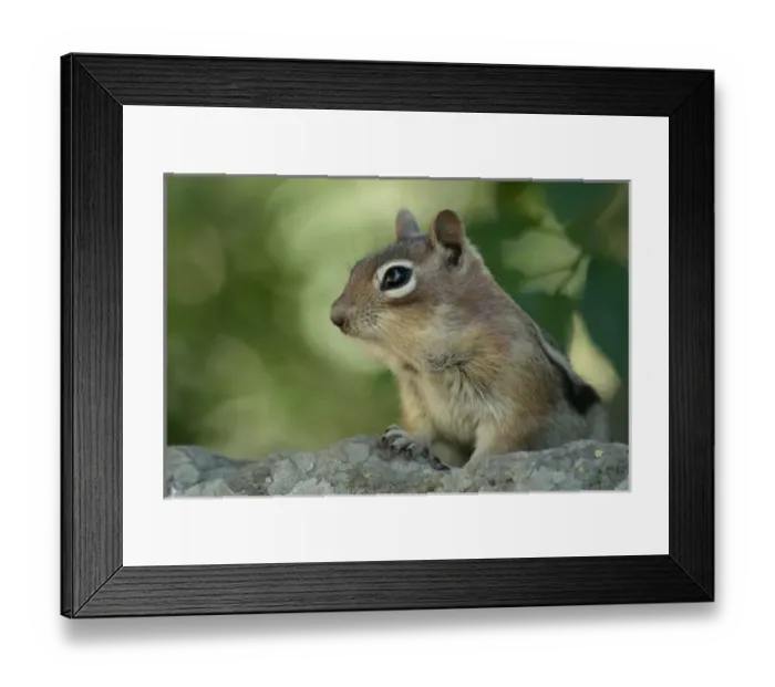 Framed Print : USA, North America, Colorado