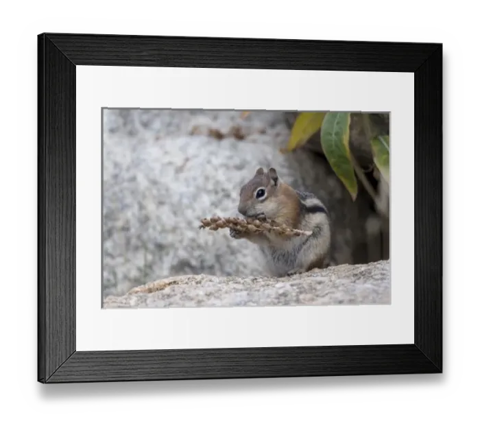 Framed Print : North America - USA - Colorado - Rocky Mountain National Park. Golden-mantled ground Framed Print : North America - USA - Colorado - Rocky Mountain National Park. Golden-mantled ground