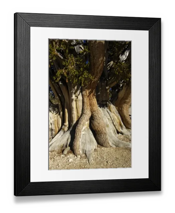 Framed Print : USA, North America, California