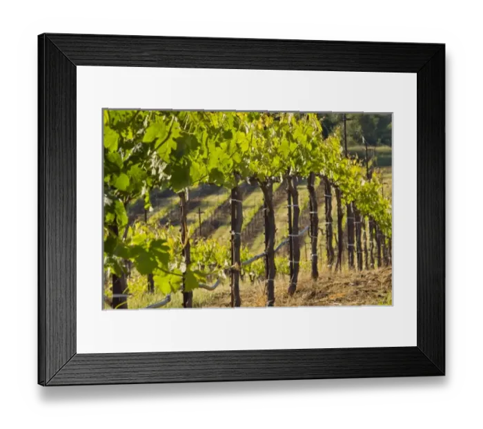 Framed Print : USA, North America, California