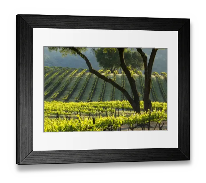 Framed Print : Sun light makes the vines glow in vineyard of Gold Hill Vineyard & Brewery above Framed Print : Sun light makes the vines glow in vineyard of Gold Hill Vineyard & Brewery above