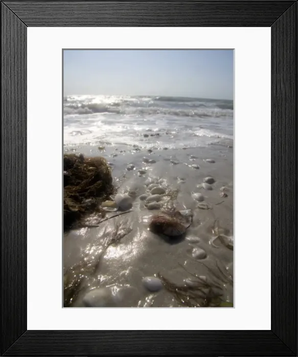 Framed Print : Seashells on the beach at Sanibel Island on the Gulf Coast of Florida Framed Print : Seashells on the beach at Sanibel Island on the Gulf Coast of Florida