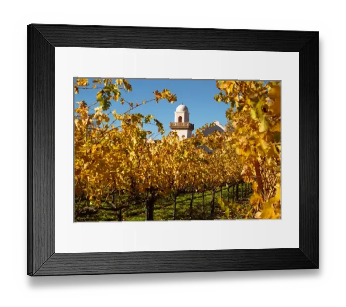 Framed Print : Bright reds and yellows of fall colored Cabernet Sauvignon vine leaves in front of Framed Print : Bright reds and yellows of fall colored Cabernet Sauvignon vine leaves in front of