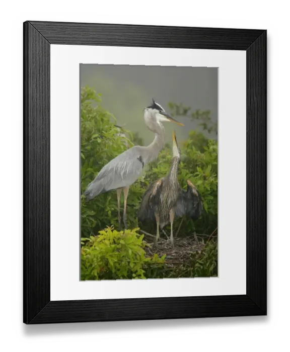 Framed Print : USA, North America, Florida Framed Print : USA, North America, Florida