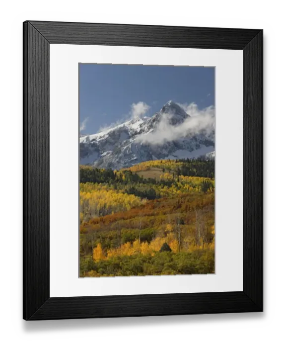 Framed Print : USA, Colorado, San Juan Mountains, Uncompahgre National Forest. Autumn-colored forest Framed Print : USA, Colorado, San Juan Mountains, Uncompahgre National Forest. Autumn-colored forest