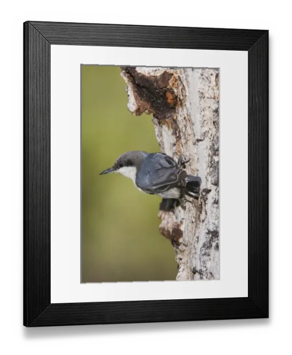 Framed Print : USA, North America, Colorado Framed Print : USA, North America, Colorado