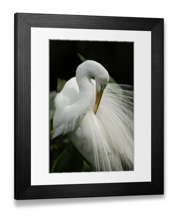 Framed Print : Great Egret in breeding plumage preening feathers, Casmerodius albus, Corkscrew Swamp Sanctuary Framed Print : Great Egret in breeding plumage preening feathers, Casmerodius albus, Corkscrew Swamp Sanctuary