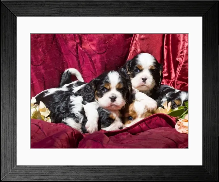 Framed Print : Five Cavalier King Charles Spaniel puppies in a pile with red fabric background