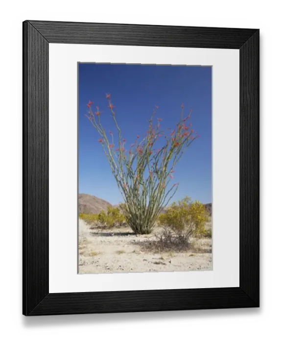 Framed Print : CA, Joshua Tree NP, Ocotillo Patch with flowering Ocotillo Framed Print : CA, Joshua Tree NP, Ocotillo Patch with flowering Ocotillo