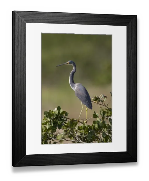 Framed Print : USA, North America, Florida