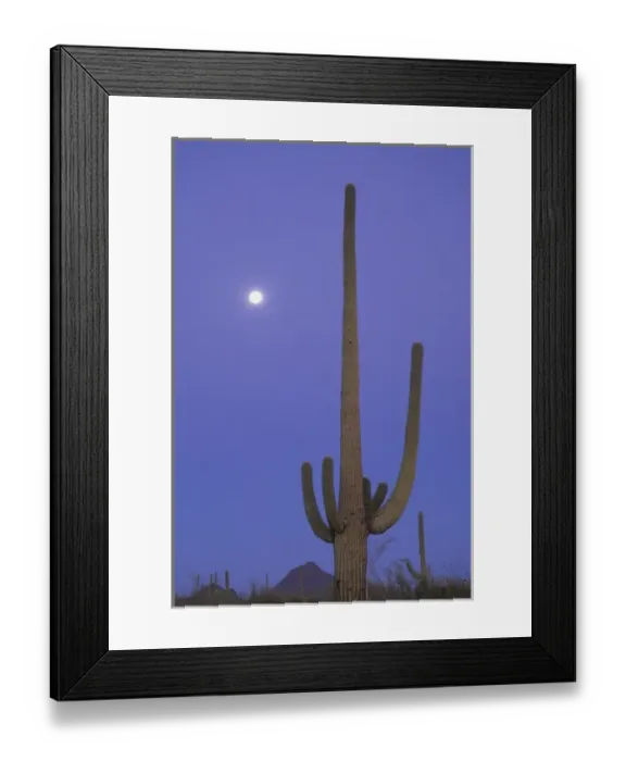 Framed Print : Giant saguaro cactus (Cereus giganteus), Saguaro National Park, Tucson, Arizona Framed Print : Giant saguaro cactus (Cereus giganteus), Saguaro National Park, Tucson, Arizona
