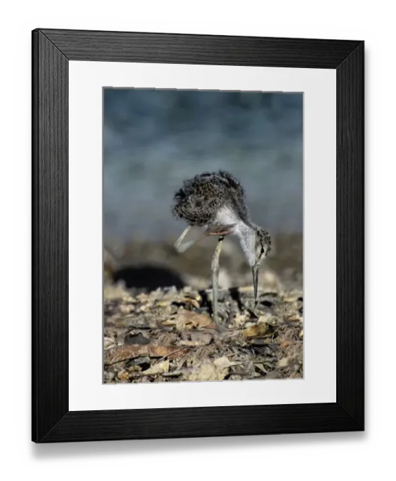 Framed Print : USA, California, Salton Sea National Wildlife Refuge. Wild black-necked stilt chick scratching neck
