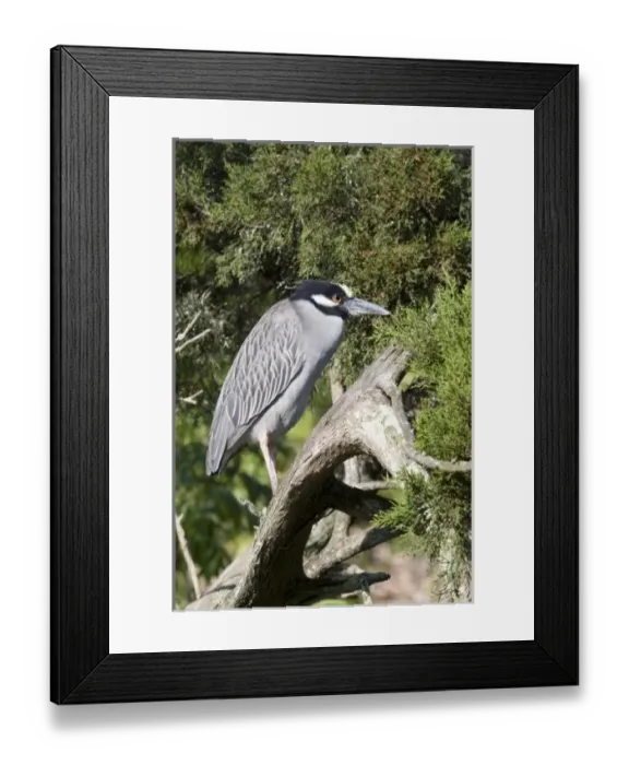 Framed Print : USA, North America, Florida Framed Print : USA, North America, Florida