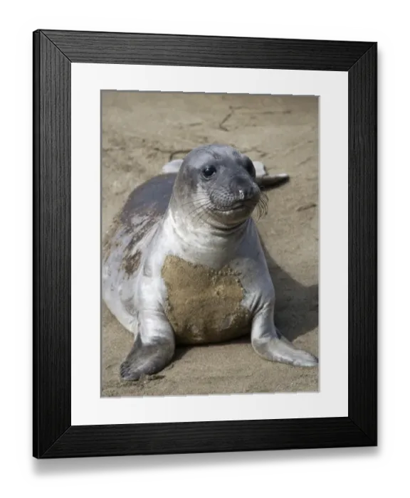 Framed Print : USA, North America, California Framed Print : USA, North America, California