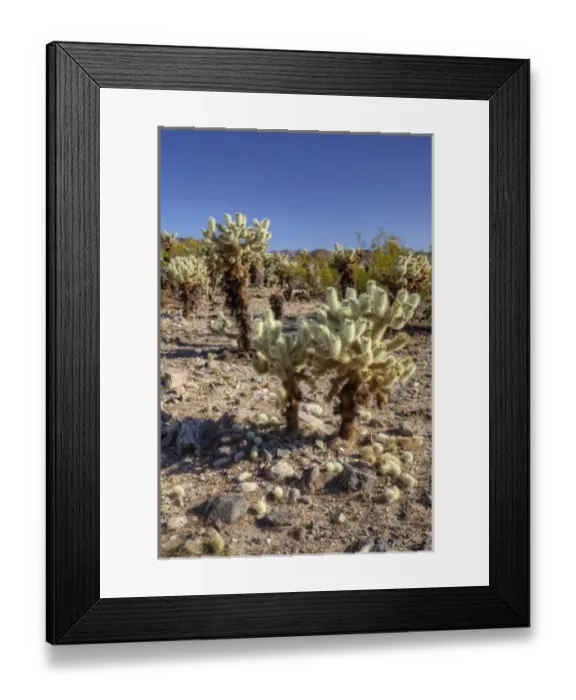 Framed Print : CA, Joshua Tree NP, Cholla Cactus Garden with Teddy bear cactus Framed Print : CA, Joshua Tree NP, Cholla Cactus Garden with Teddy bear cactus