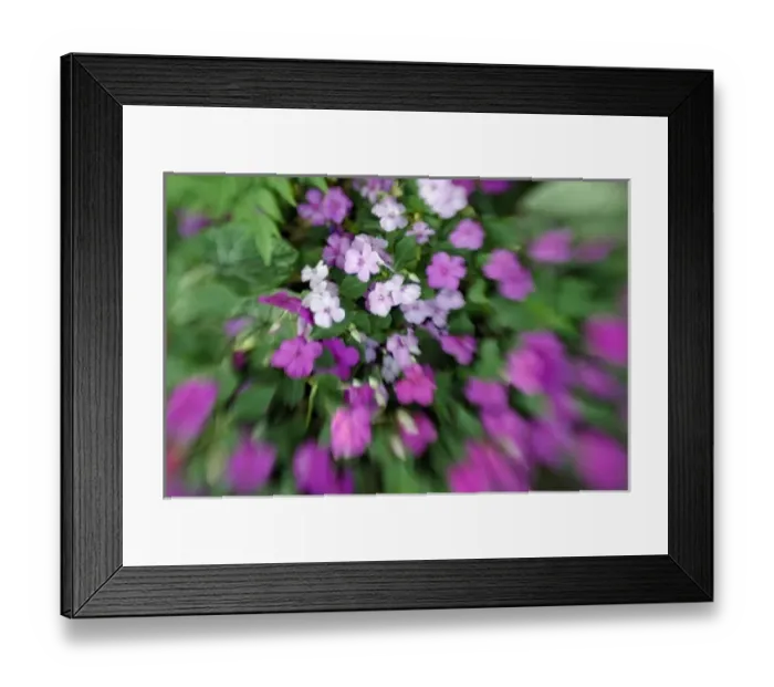 Framed Print : North America, USA, Florida, Orlando, blurred lavender and pink impatiens with a sense of motion Framed Print : North America, USA, Florida, Orlando, blurred lavender and pink impatiens with a sense of motion