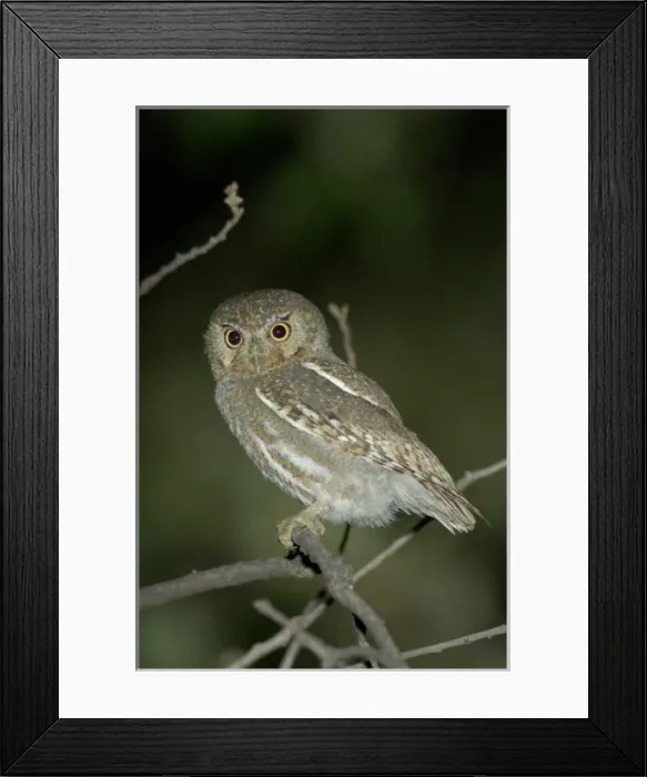 Framed Print : Elf Owl Adult in nest hole in telephone post, Madera Canyon, Arizona, USA