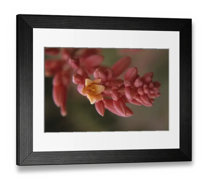 Framed Print : Flower, Tucson Botanical Gardens
