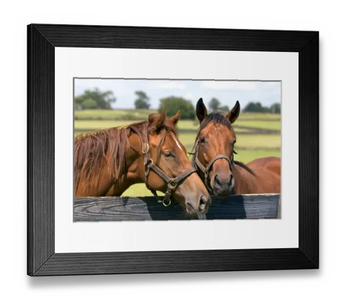 Framed Print : Thoroughbred horse farm in Marion County, Florida Framed Print : Thoroughbred horse farm in Marion County, Florida