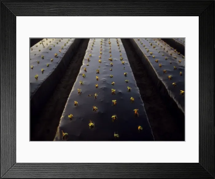 Framed Print : California: Oxnard, crop seedlings, October