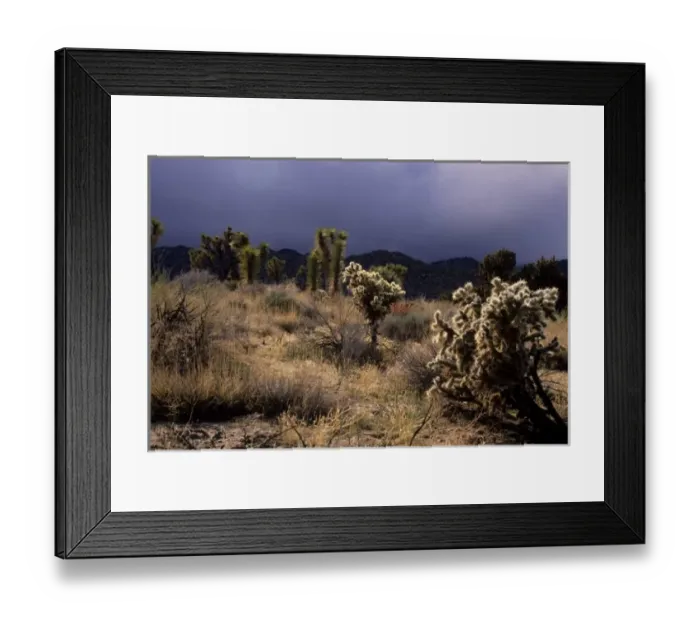 Framed Print : California: Joshua Tree National Monument, La Contenta Road, Joshua trees ( Yucca Framed Print : California: Joshua Tree National Monument, La Contenta Road, Joshua trees ( Yucca