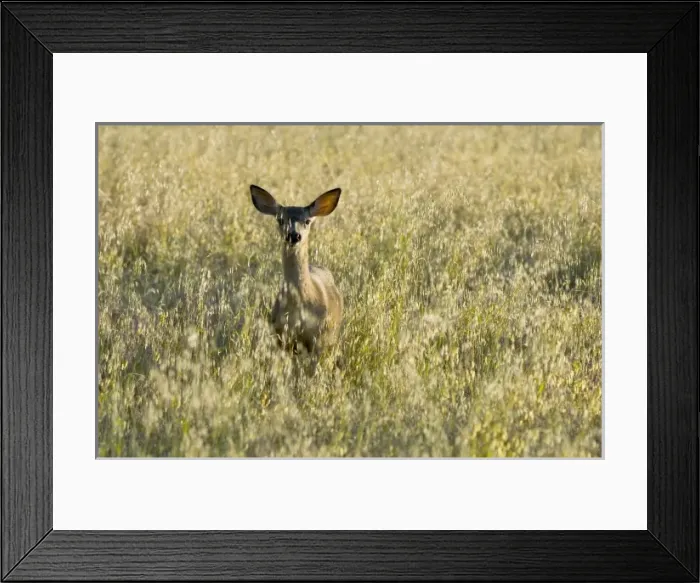 Framed Print : USA, North America, California Framed Print : USA, North America, California