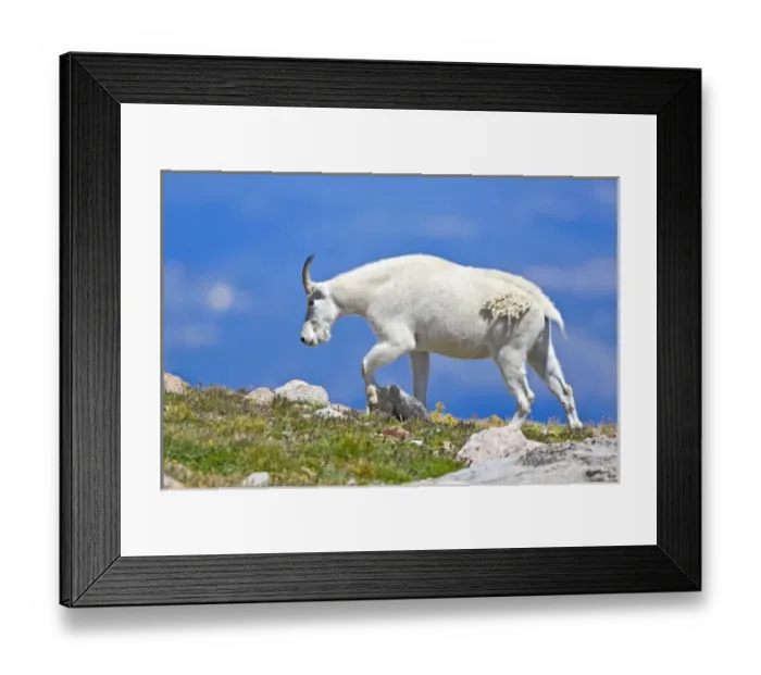 Framed Print : USA, Colorado, Mount Evans. Close-up of female mountain goat walking on ridgeFred J