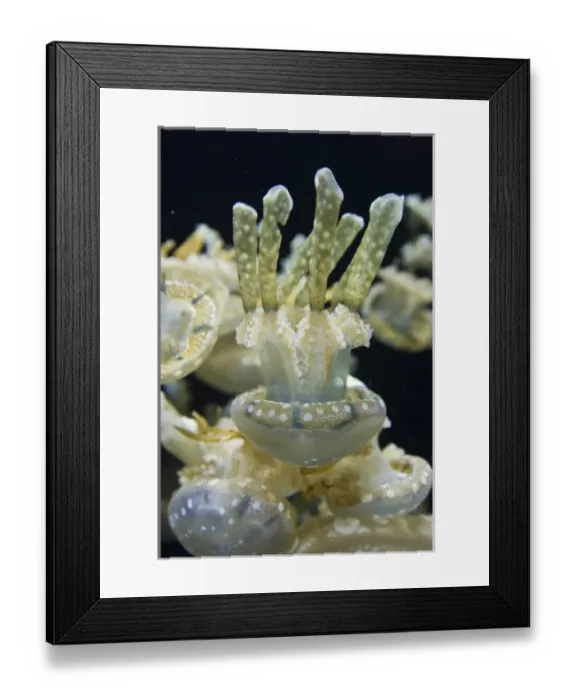 Framed Print : USA, North America, California Framed Print : USA, North America, California