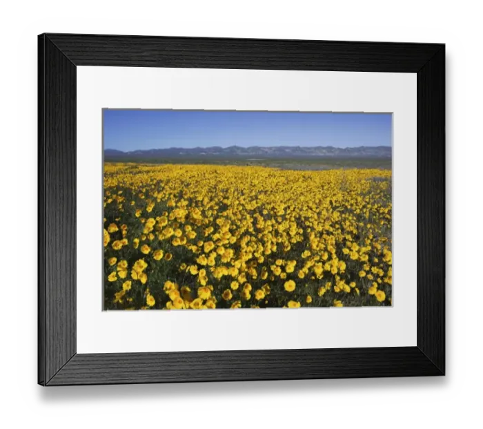 Framed Print : USA, North America, California