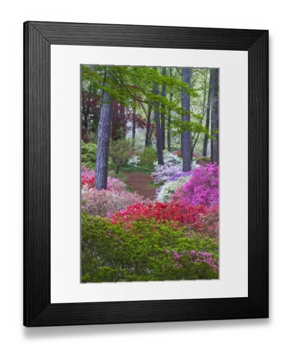 Framed Print : USA, Georgia, Callaway Gardens