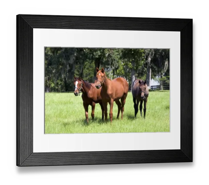 Framed Print : USA, North America, Florida Framed Print : USA, North America, Florida