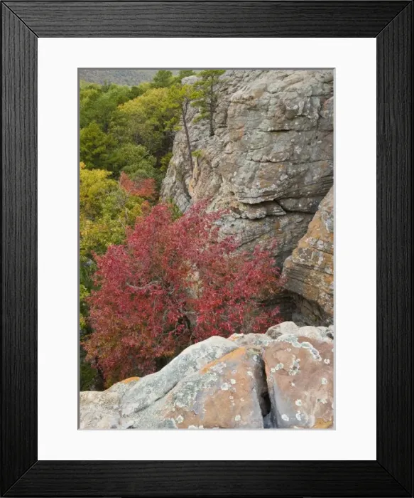 Framed Print : USA, Arkansas. Ozark Mountains. Autumn-hued trees beneath the steep cliffs of Sams Throne Framed Print : USA, Arkansas. Ozark Mountains. Autumn-hued trees beneath the steep cliffs of Sams Throne