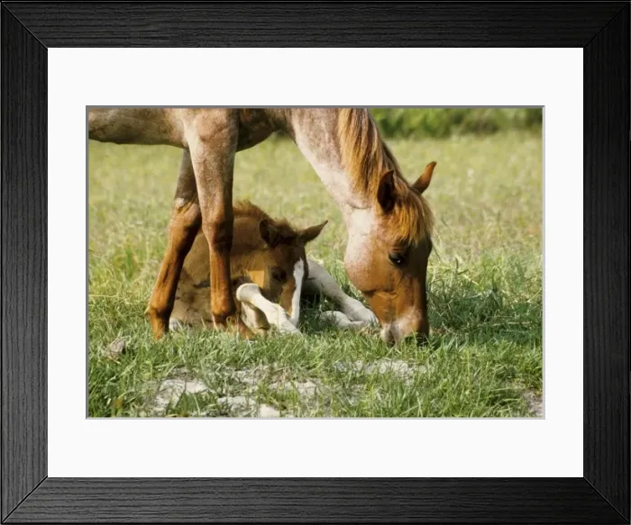 Framed Print : USA, North America, Florida