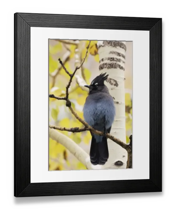 Framed Print : USA, North America, Colorado Framed Print : USA, North America, Colorado