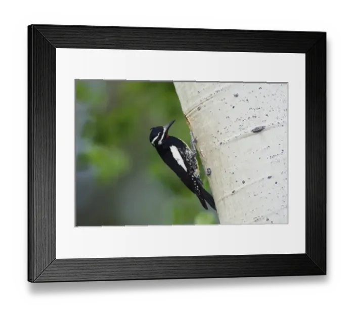 Framed Print : Williamsons Sapsucker, Sphyrapicus thyroideus, adult male at nesting cavity in aspen tree