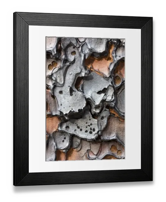 Framed Print : Burnt bark of a Ponderosa Pine tree (Pinus ponderosa) after a controlled burn in Framed Print : Burnt bark of a Ponderosa Pine tree (Pinus ponderosa) after a controlled burn in