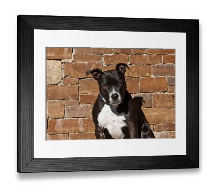 Framed Print : Portrait of an American Staffordshire Terrier sitting against a rock wall Framed Print : Portrait of an American Staffordshire Terrier sitting against a rock wall