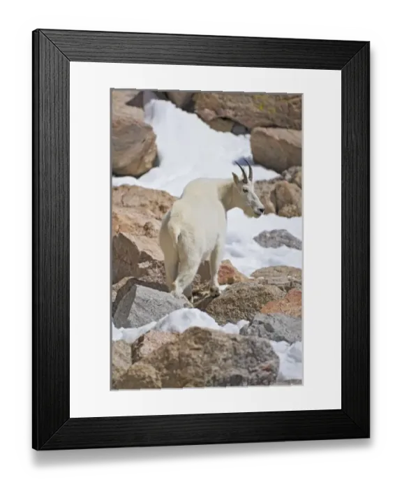 Framed Print : USA, Colorado, Mount Evans. Rear view of male mountain goat standing on rocksFred J Framed Print : USA, Colorado, Mount Evans. Rear view of male mountain goat standing on rocksFred J