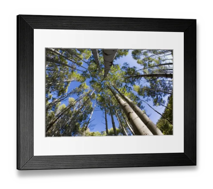 Framed Print : USA, Colorado, McClure Pass, Aspen Grove With Blue Sky, Autumn