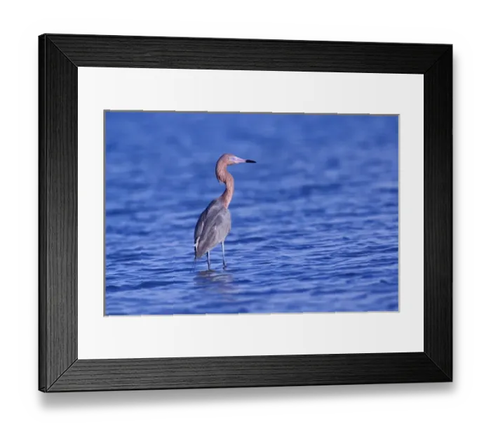 Framed Print : Reddish Egret, Egretta rufescens, Ding Darling National Wildlife Refuge, Sanibel Island Framed Print : Reddish Egret, Egretta rufescens, Ding Darling National Wildlife Refuge, Sanibel Island