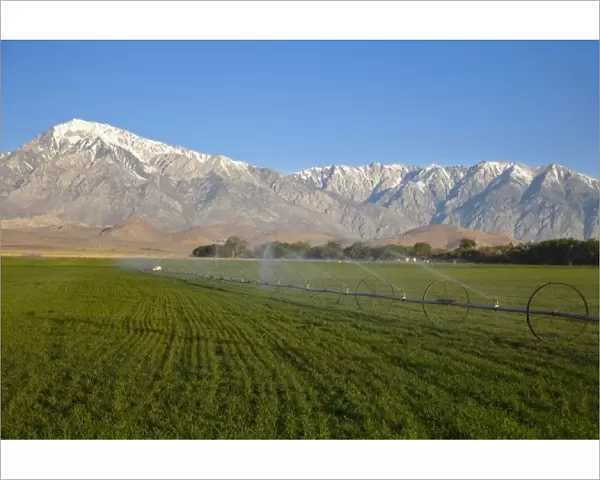 Irrigation sprinkler in agricultural fields in Bishop, California, USA