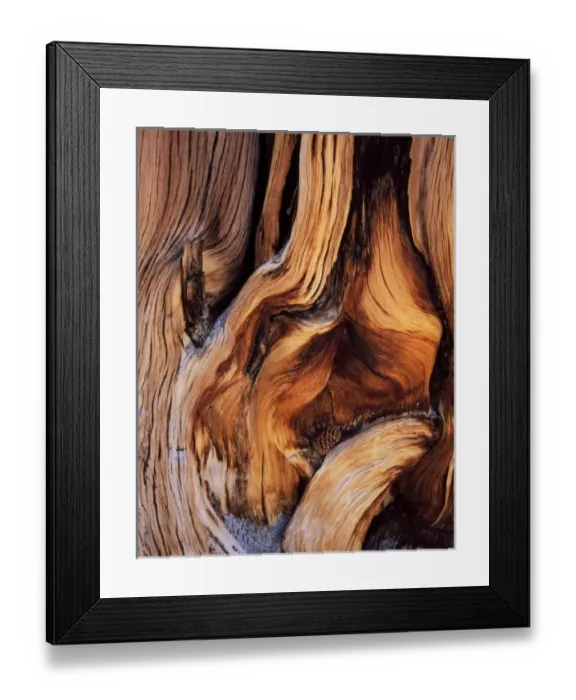 Framed Print : California. USA. Bristlecone pine cone & contorted trunk of ancient bristlecone pine Framed Print : California. USA. Bristlecone pine cone & contorted trunk of ancient bristlecone pine