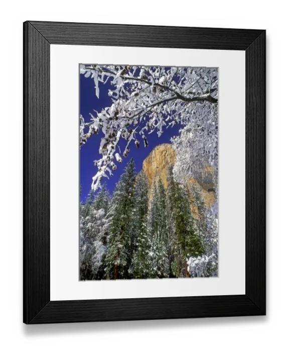Framed Print : USA, California, Yosemite National Park. El Capitan framed by snow-covered black oaks in winter Framed Print : USA, California, Yosemite National Park. El Capitan framed by snow-covered black oaks in winter