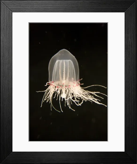 Framed Print : A Giant Bell Jelly (Polyorchis sp) at the Monterey Bay Aquarium - Monterey, California Framed Print : A Giant Bell Jelly (Polyorchis sp) at the Monterey Bay Aquarium - Monterey, California