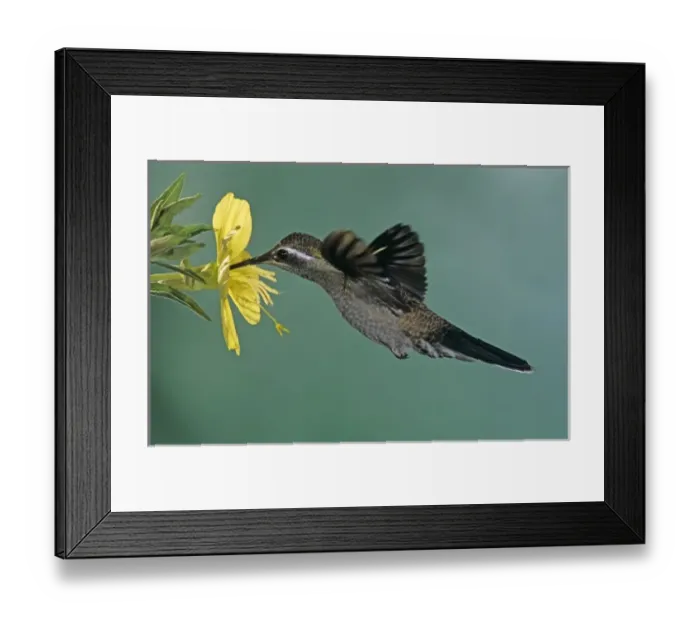 Framed Print : Blue-throated Hummingbird, Lampornis clemenciae, male feeding on Primrose (Oenothera sp Framed Print : Blue-throated Hummingbird, Lampornis clemenciae, male feeding on Primrose (Oenothera sp