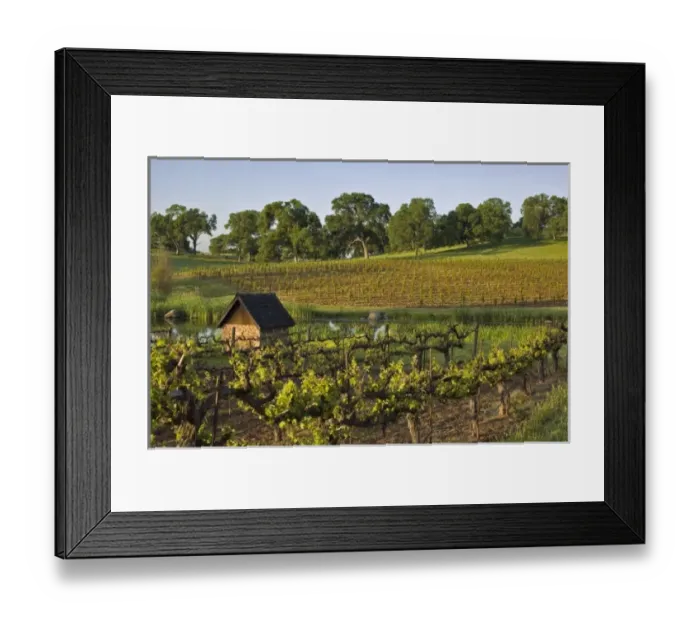 Framed Print : Vineyards in landscape with pond at Youngs Vineyard Winery in Amador County, California, USA Framed Print : Vineyards in landscape with pond at Youngs Vineyard Winery in Amador County, California, USA