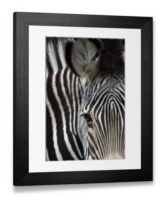 Framed Print : Close-up of a Grevys Zebra at the Sacramento Zoo Framed Print : Close-up of a Grevys Zebra at the Sacramento Zoo