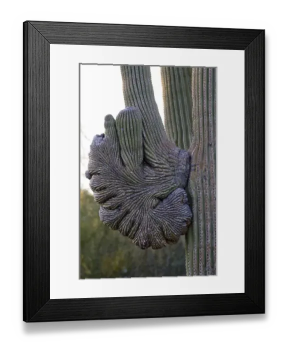 Framed Print : Saguaro Cactus, Carnegiea gigantea, Unique Patterned Growth, Sonoran Desert, Desert